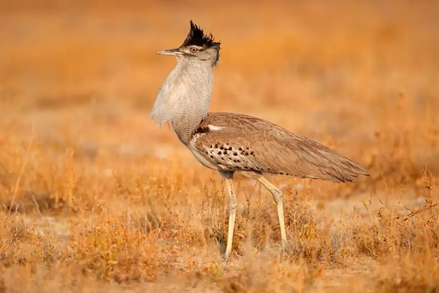 Kori bustard showing off his plumage, Etosha National Park, Namibia