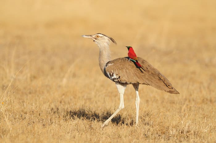 Kori bustard with a northern carmine bee-eater on its back