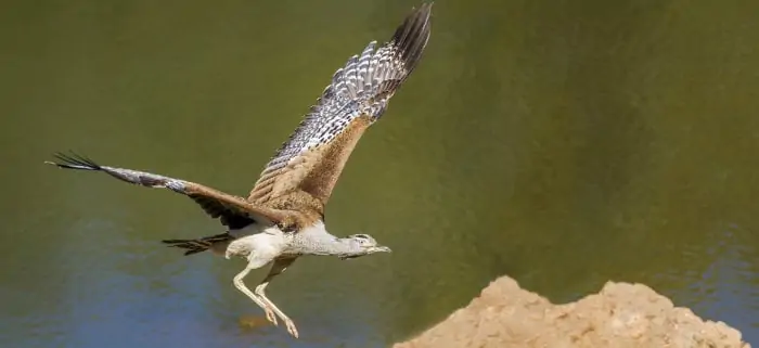 Kori bustard in flight, revealing its large wingspan