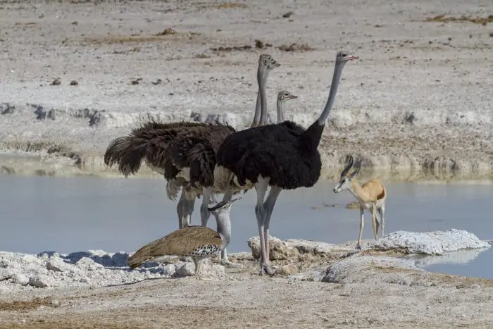 Three ostriches, springbok and kori bustard at a local waterhole in Etosha