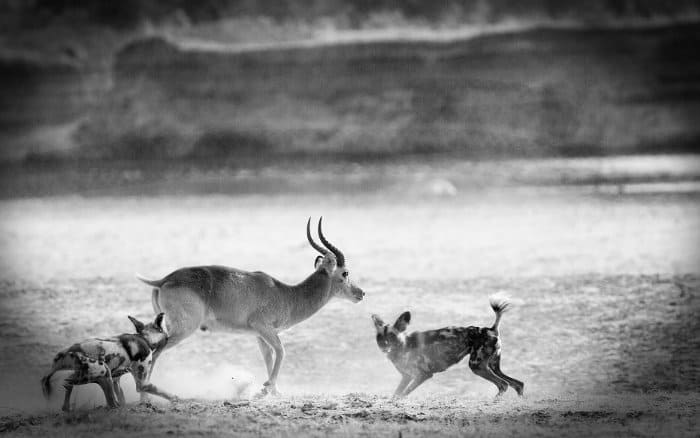 Puku vs wild dogs in South Luangwa, Zambia