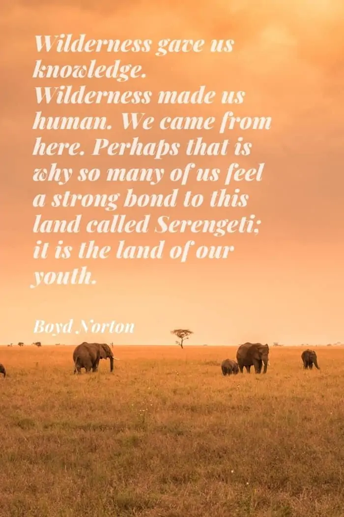 Boyd Norton quote about the Serengeti - the land of our youth