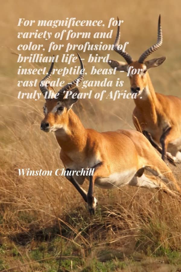 africa safari quotes