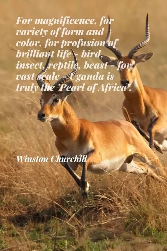 Winston Churchill quote about Uganda - The Pearl of Africa