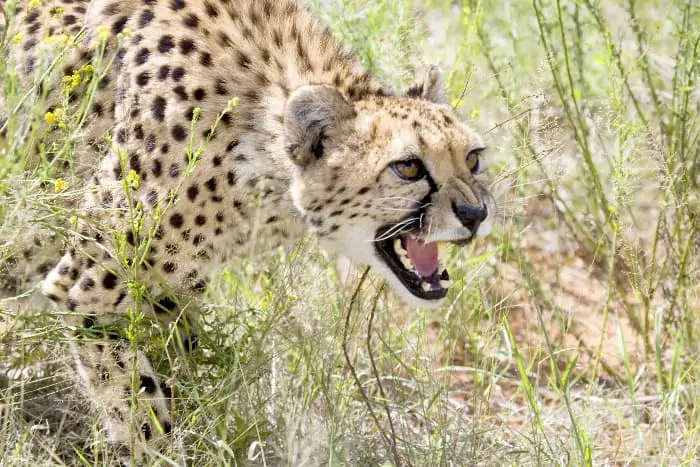 Angry wild cheetah