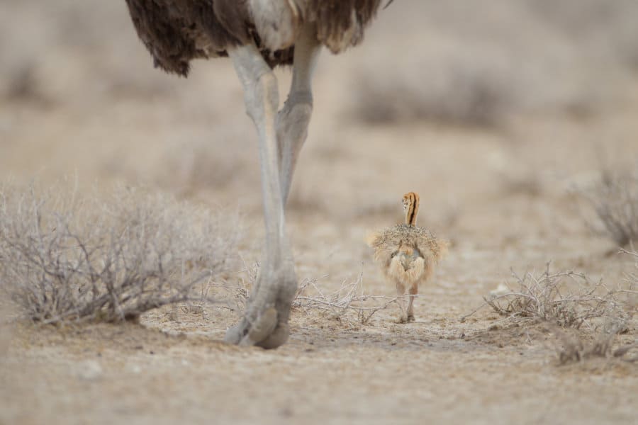 Focus shot of a tiny ostrich chick walking by its mother