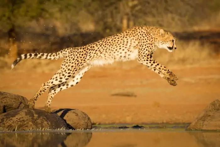 Cheetah leaping over body of water, Kruger park