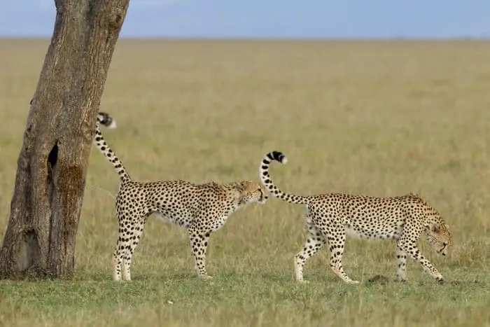 Two male cheetah scent marking their territory, Masai Mara, Kenya