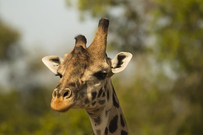 Giraffe horns are called 'ossicones'.
