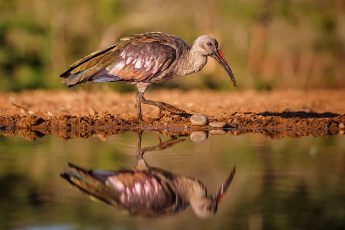 Hadada ibis with water reflection, Mkuze