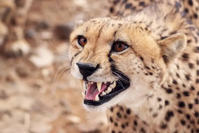 Male cheetah hissing