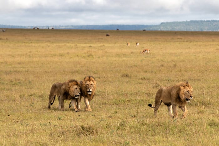 Coalition of 3 male lions in the Masai Mara Game Reserve, Kenya