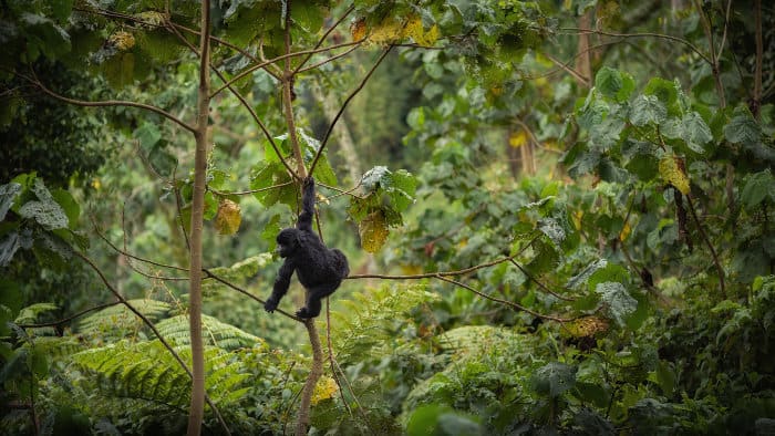 Young mountain gorilla up in a tree, Virunga National Park, DRC