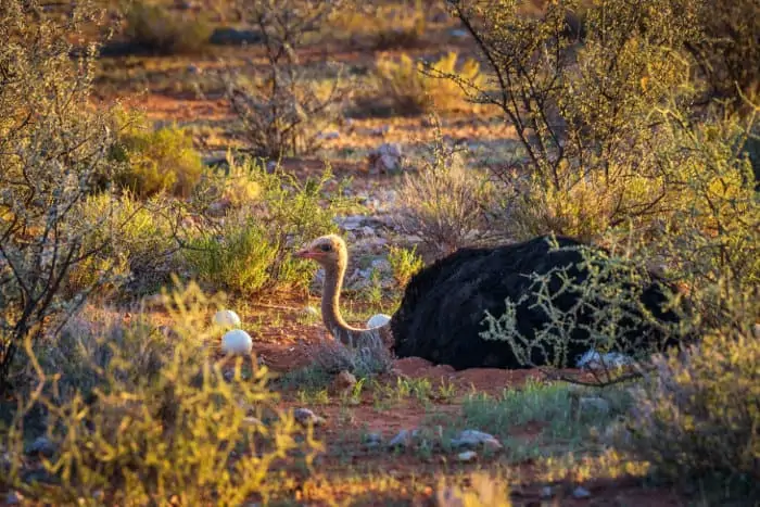 Male common ostrich guarding its eggs, Kalahari desert