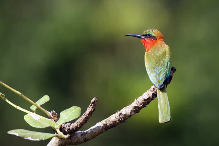 Red-throated bee-eater resting on a branch, Murchison Falls, Uganda