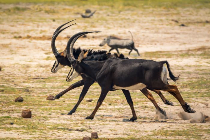 Sable antelope and warthog running at full speed, Bwabwata National Park, Namibia