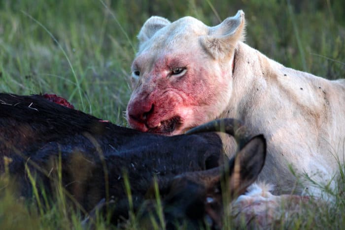 White lioness feasting, her head maculated with blood