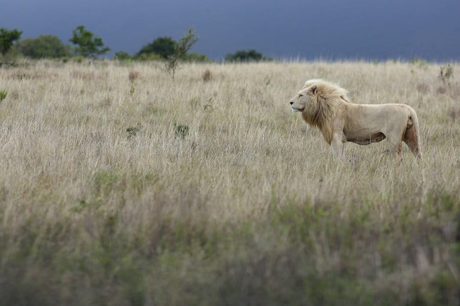 Lone big male white lion on the open plains, South Africa