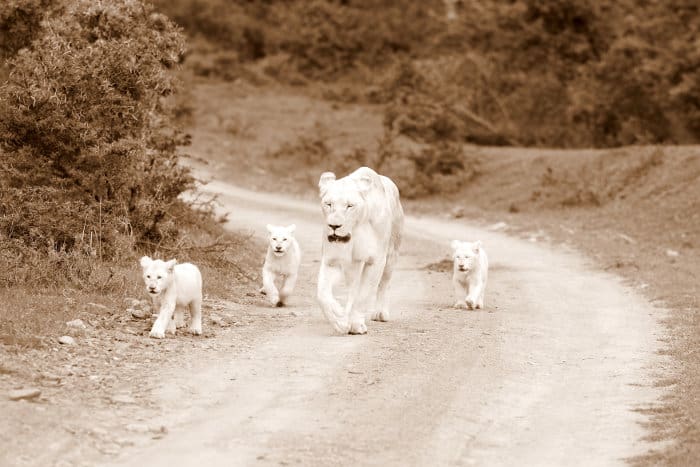 White lioness and her three cubs walking on a dirt track