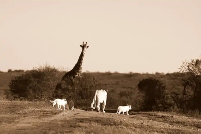 Female white lion and cubs walk past a big male giraffe