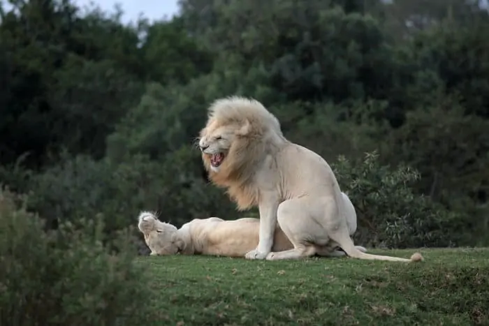 Male and female white lions having sex