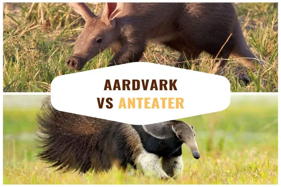Aardvark vs anteater - Learn the main differences between the two related species