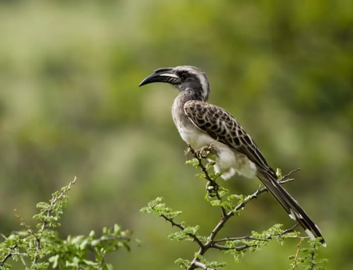 Southern Ground Hornbill Facts - Lifespan, Habitat & Diet