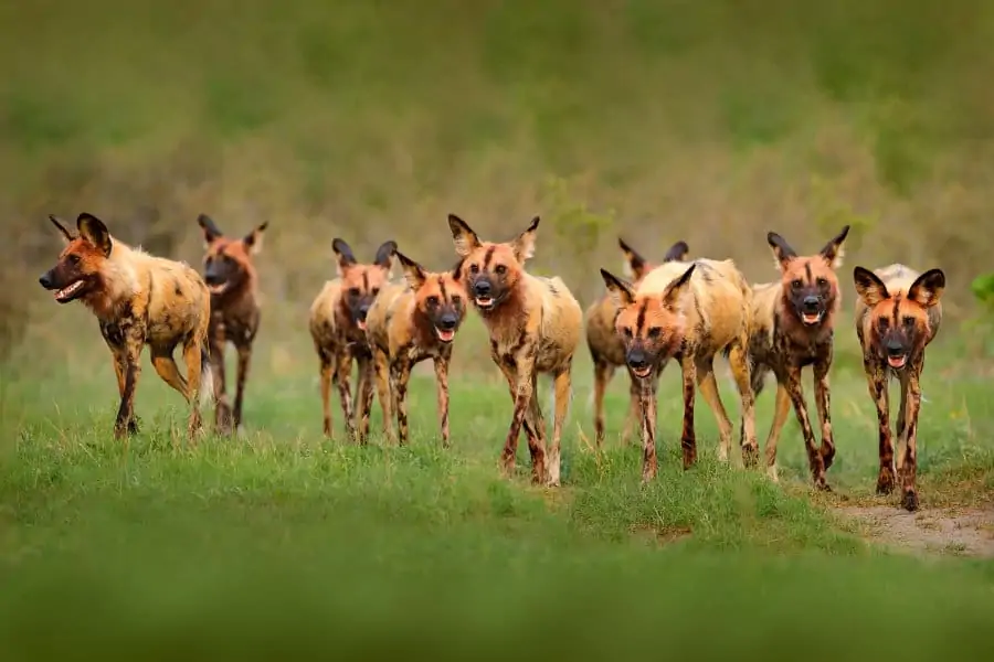 Pack of African wild dogs on the move in the Okavango Delta