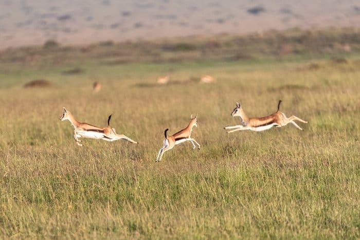Thomson's gazelle jumping around in the Masai Mara, Kenya