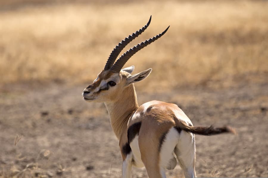 Male Thomson's gazelle portrait, in the Ngorongoro crater