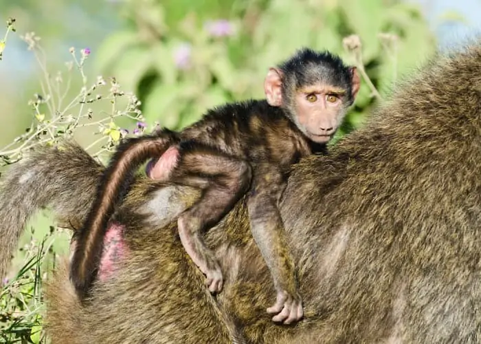 Baby olive baboon portrait on the back of its mother, Lake Nakuru, Kenya