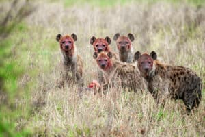 Are Hyenas Just Scavengers? The Answer Might Surprise You!