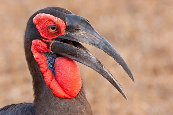 Female southern ground hornbill, with a distinctive blue throat patch
