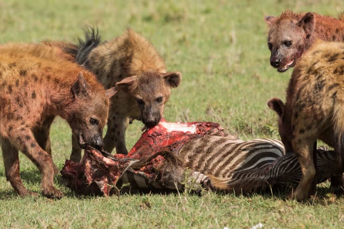 Spotted hyena feeding off a zebra carcass in the Masai Mara, Kenya