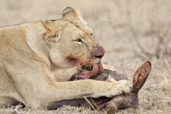 Lioness eating an aardvark, Masai Mara, Kenya