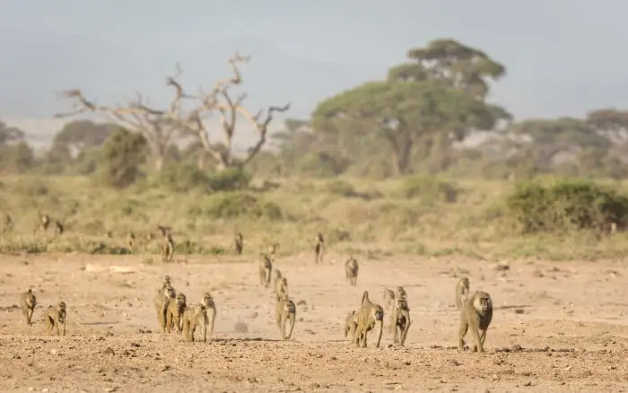 Large troop of olive baboons on the move in Amboseli, Kenya