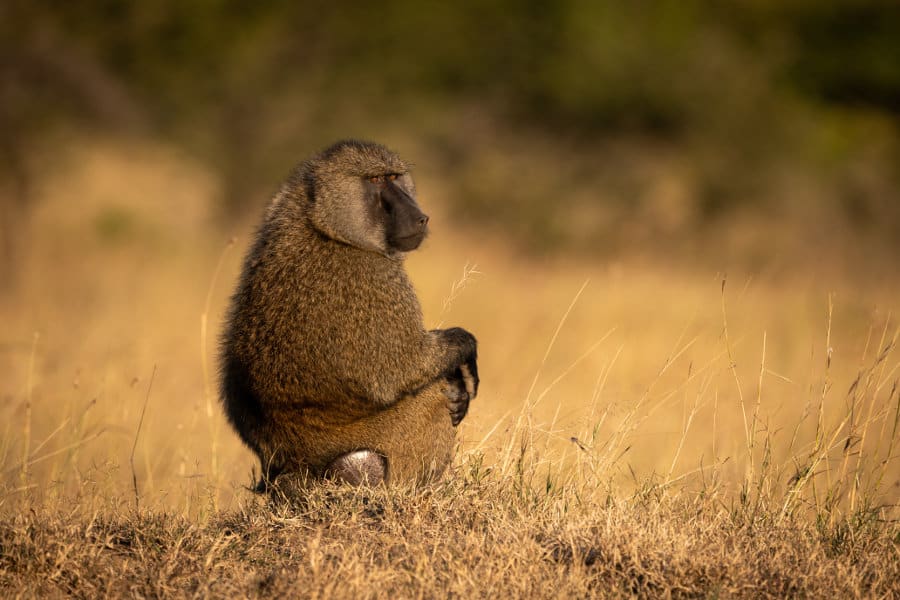 Male olive baboon portrait in sitting posture, keeping an eye on potential predators