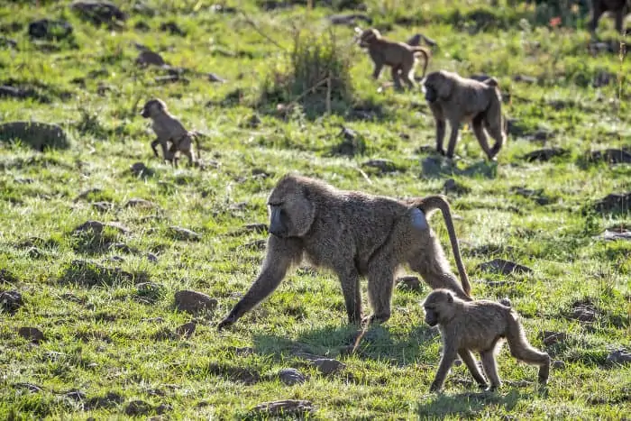 Troop of olive baboons foraging for food in afternoon sunlight