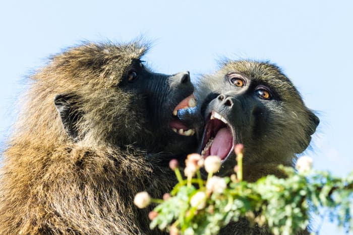 Playful olive baboons having a little argument