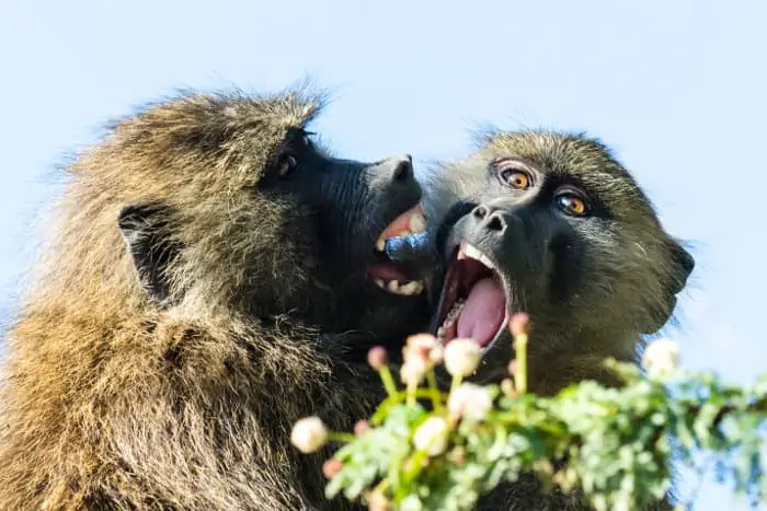 Playful olive baboons having a little argument
