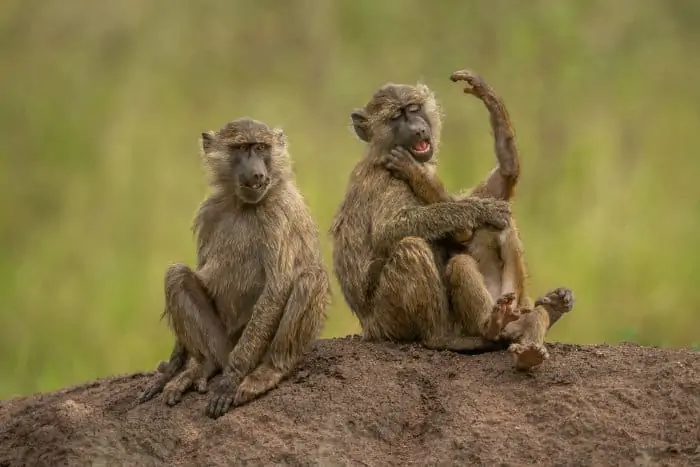 Three playful olive baboons sitting on a mound