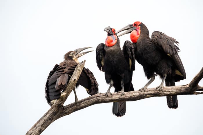 Family of southern ground hornbills - with young - resting on a dead tree, Okavango Delta