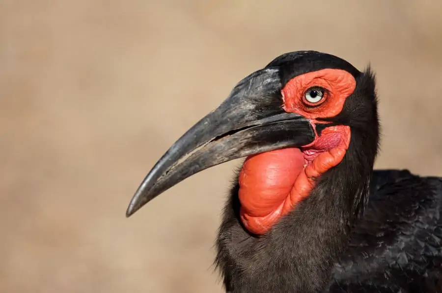 Portrait of a male southern ground hornbill, in South Africa