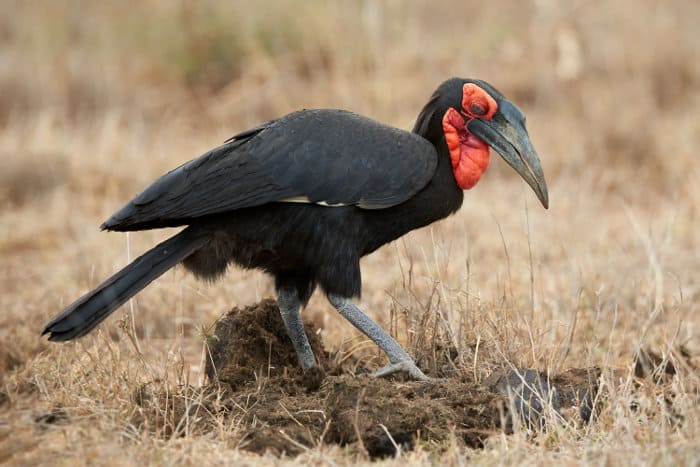 Southern ground hornbill looking for food in elephant dung