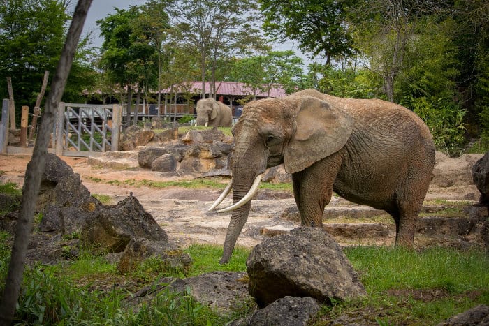 African elephant held in captivity in a zoo
