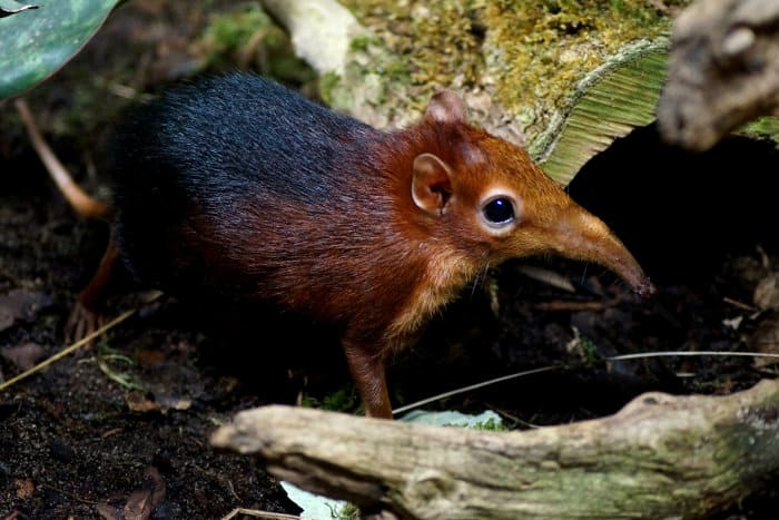 Elephant Shrew: Facts About the Adorable African Sengi