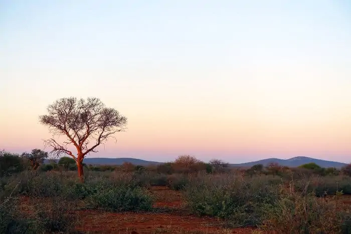 Typical Madikwe bushveld at sunrise, South Africa