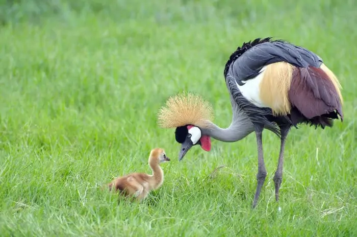 Grey crowned crane and her chick