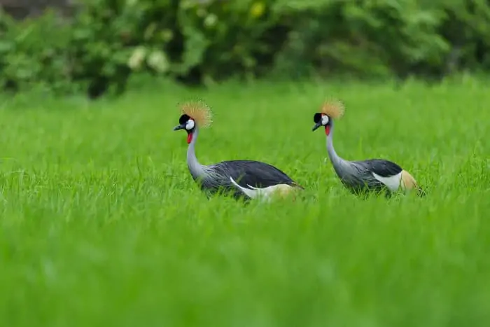 Pair of grey crowned cranes in wet grasslands