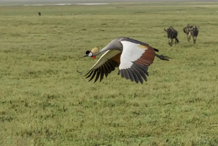 Crowned crane in flight in the Ngorongoro Crater, with blue wildebeest in the background